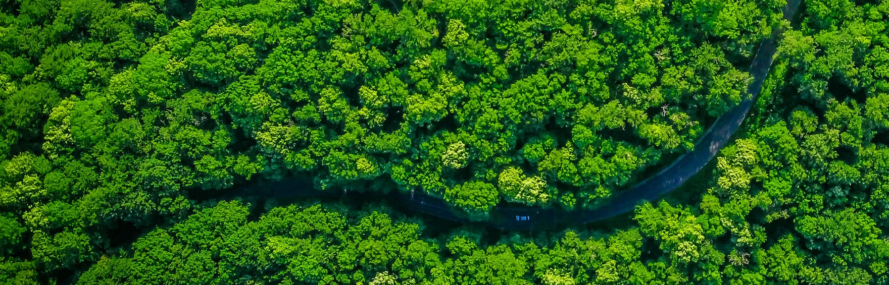 Forest landscape representing a sustainable future
